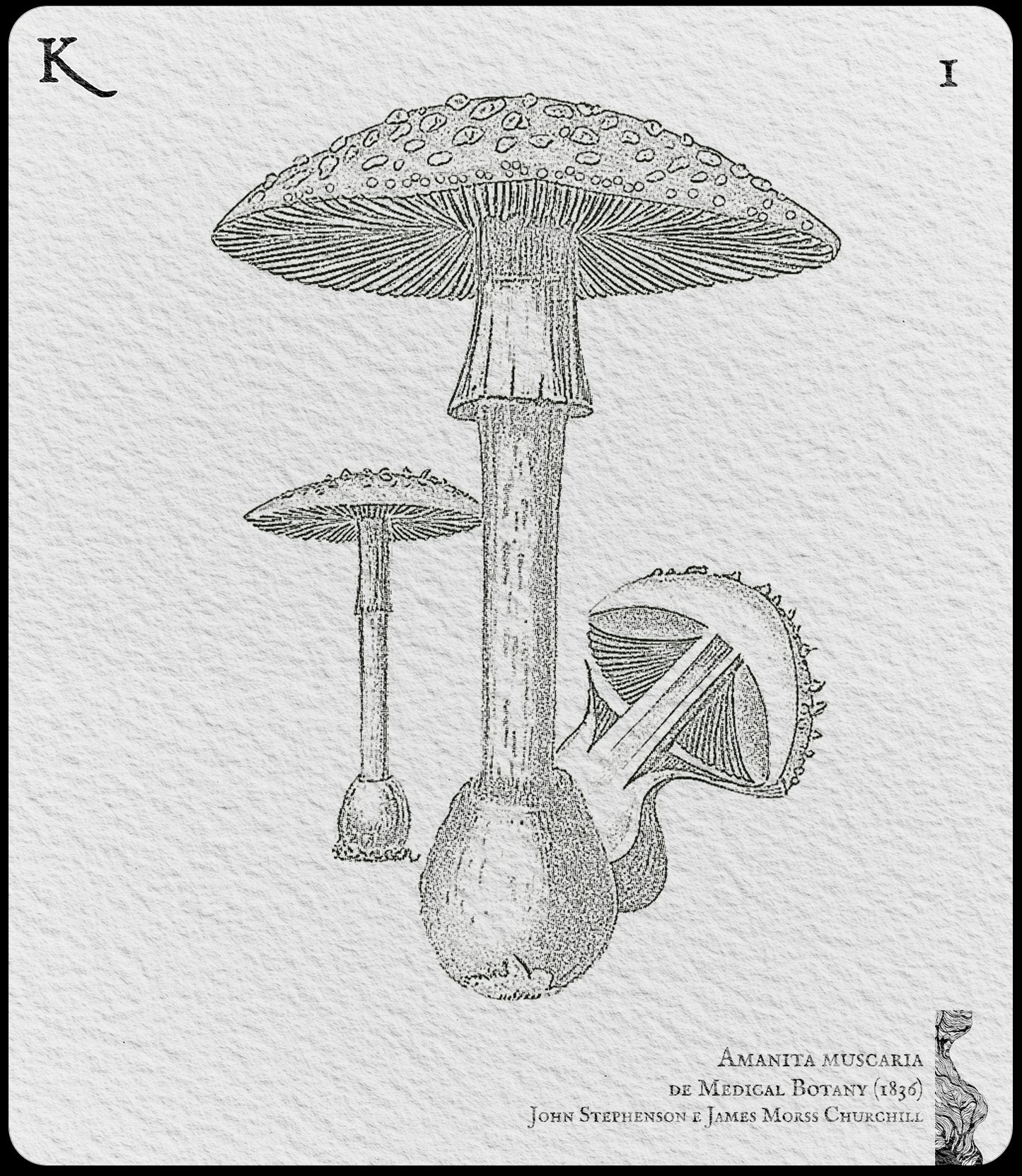1. Amanita