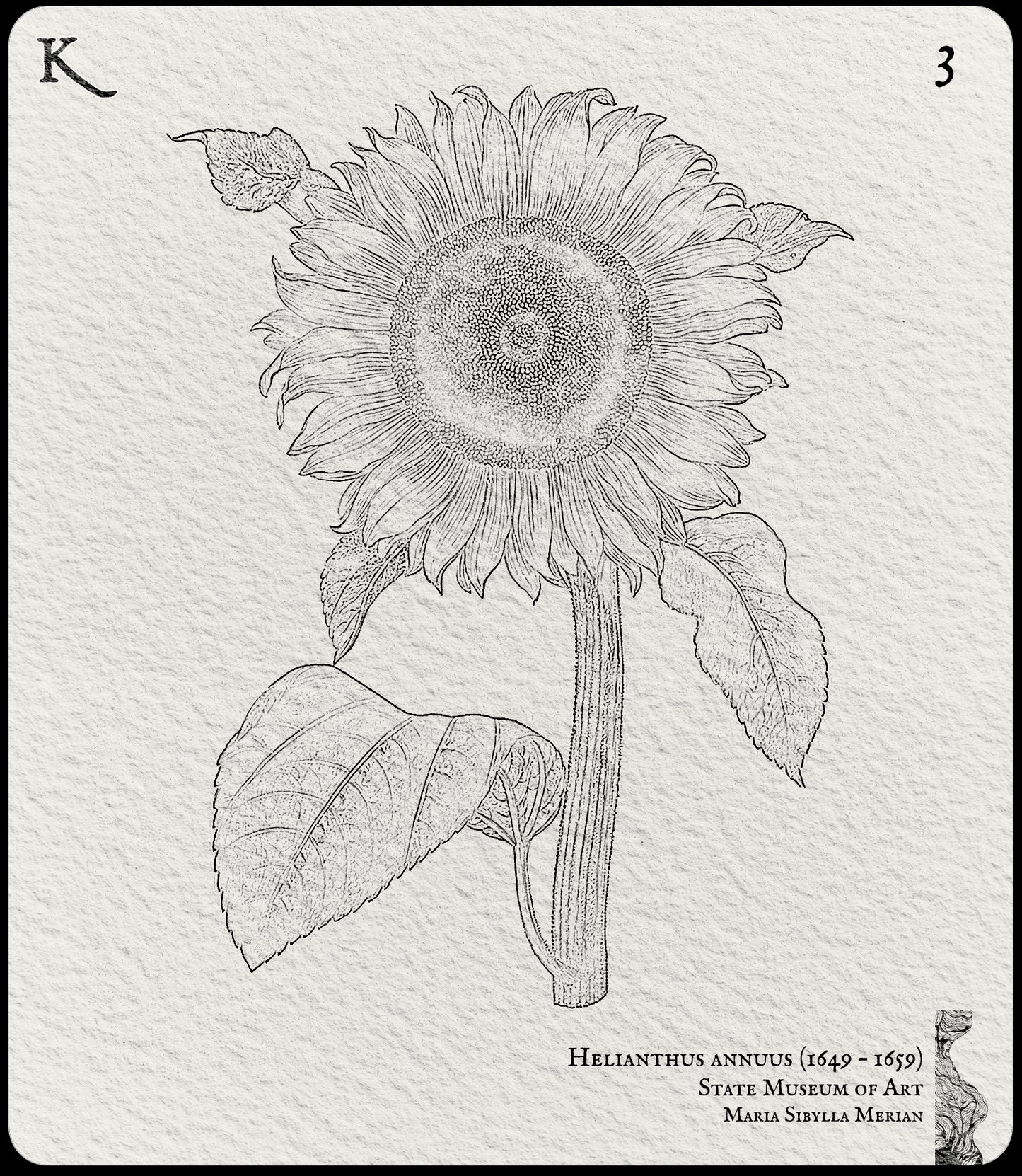 3. Hellianthus