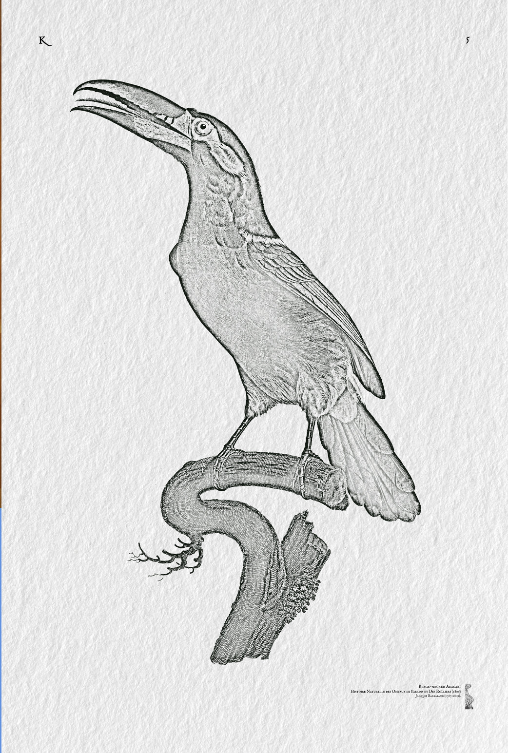 5. Black-necked Aracari