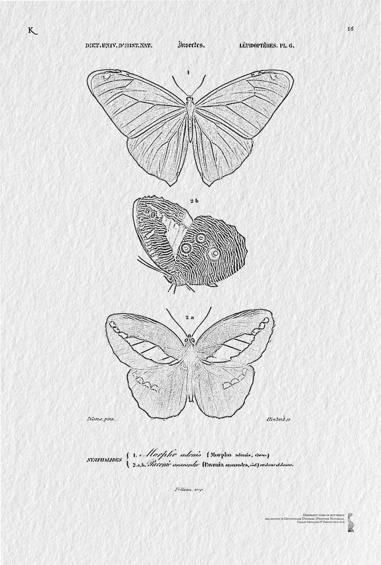 21. Different types of butterfly illustrated de Charles Dessalines D' Orbigny (1806-1876)