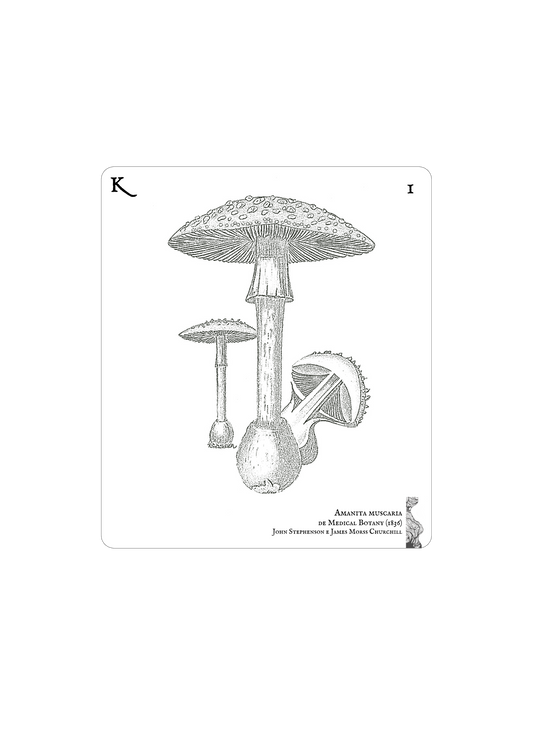 Amanita Mascara
