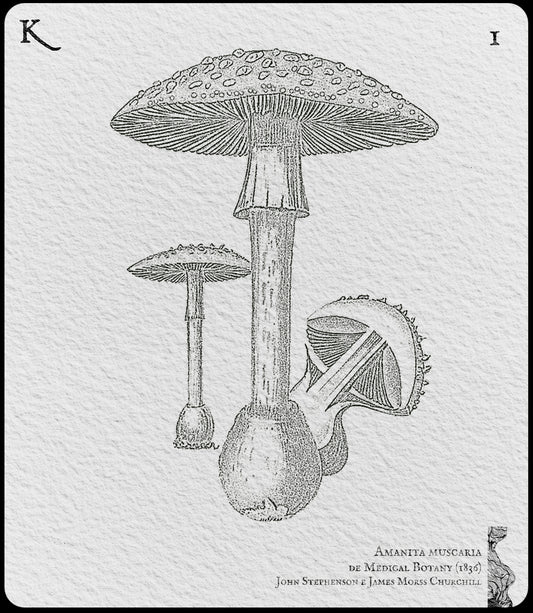 1. Amanita