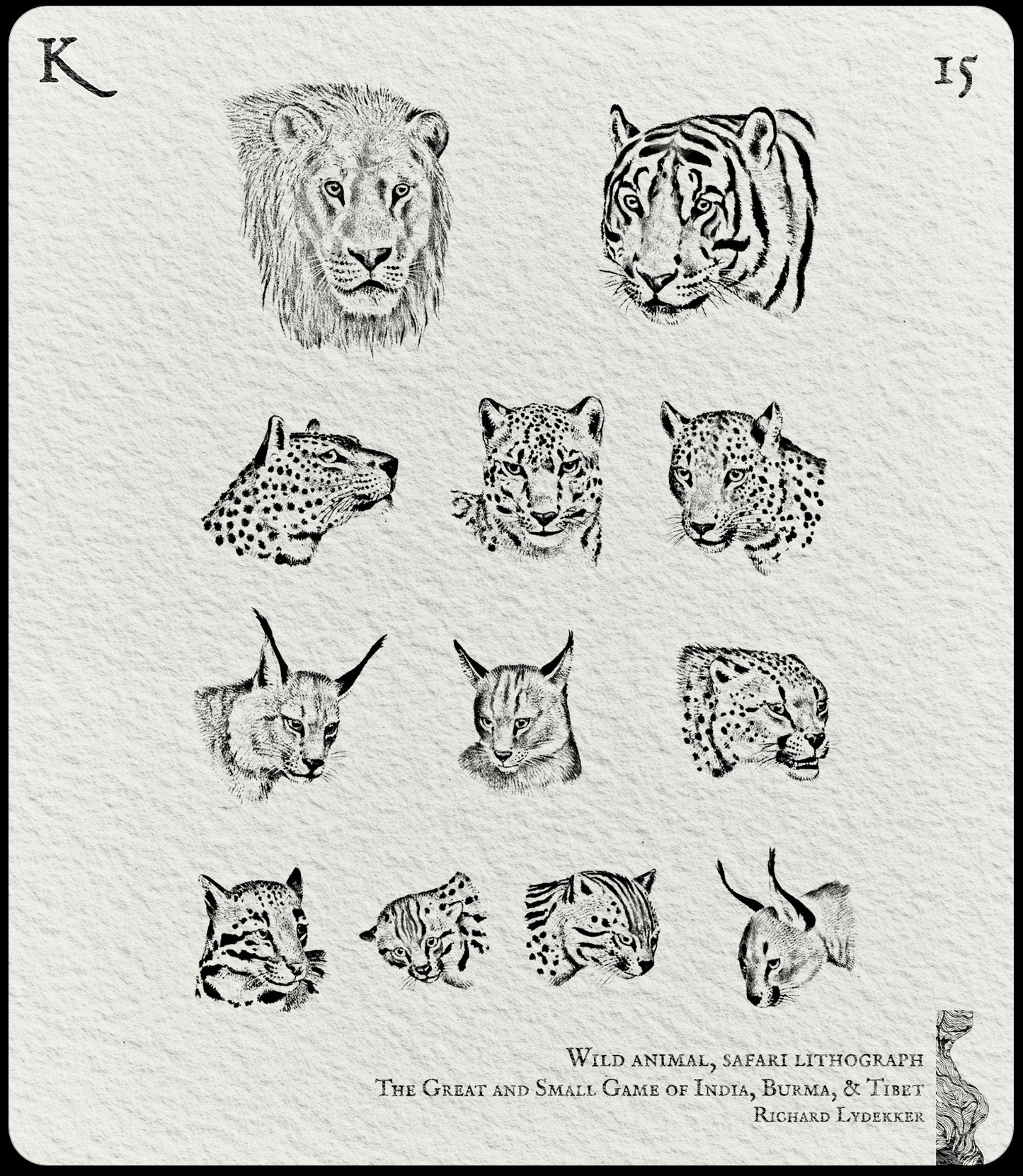 15. Wild animal, safari lithograph