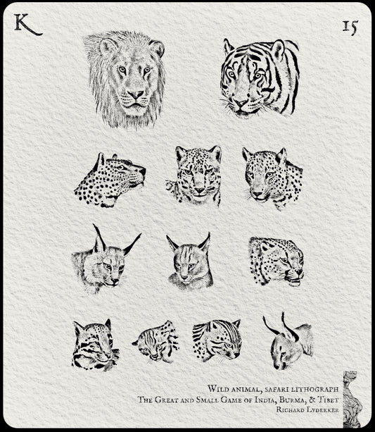15. Wild animal, safari lithograph