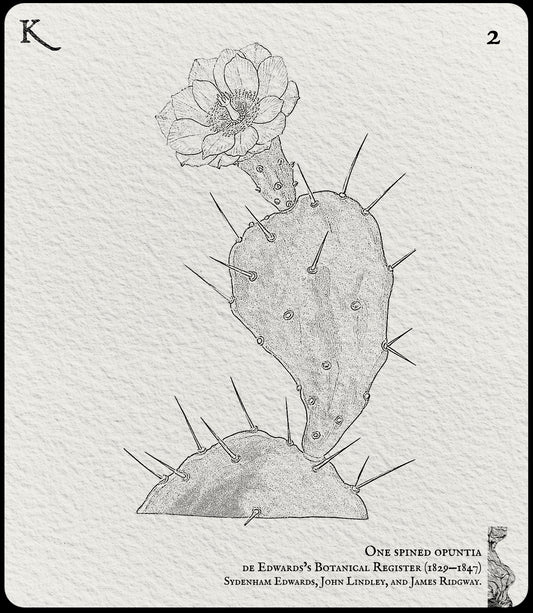 2. One Spined Opuntia