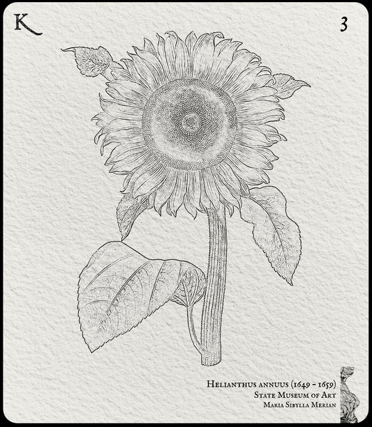 3. Hellianthus