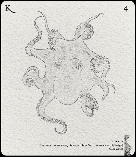 4. Octopus