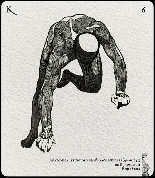 6. Anatomical Study of a man's back muscle