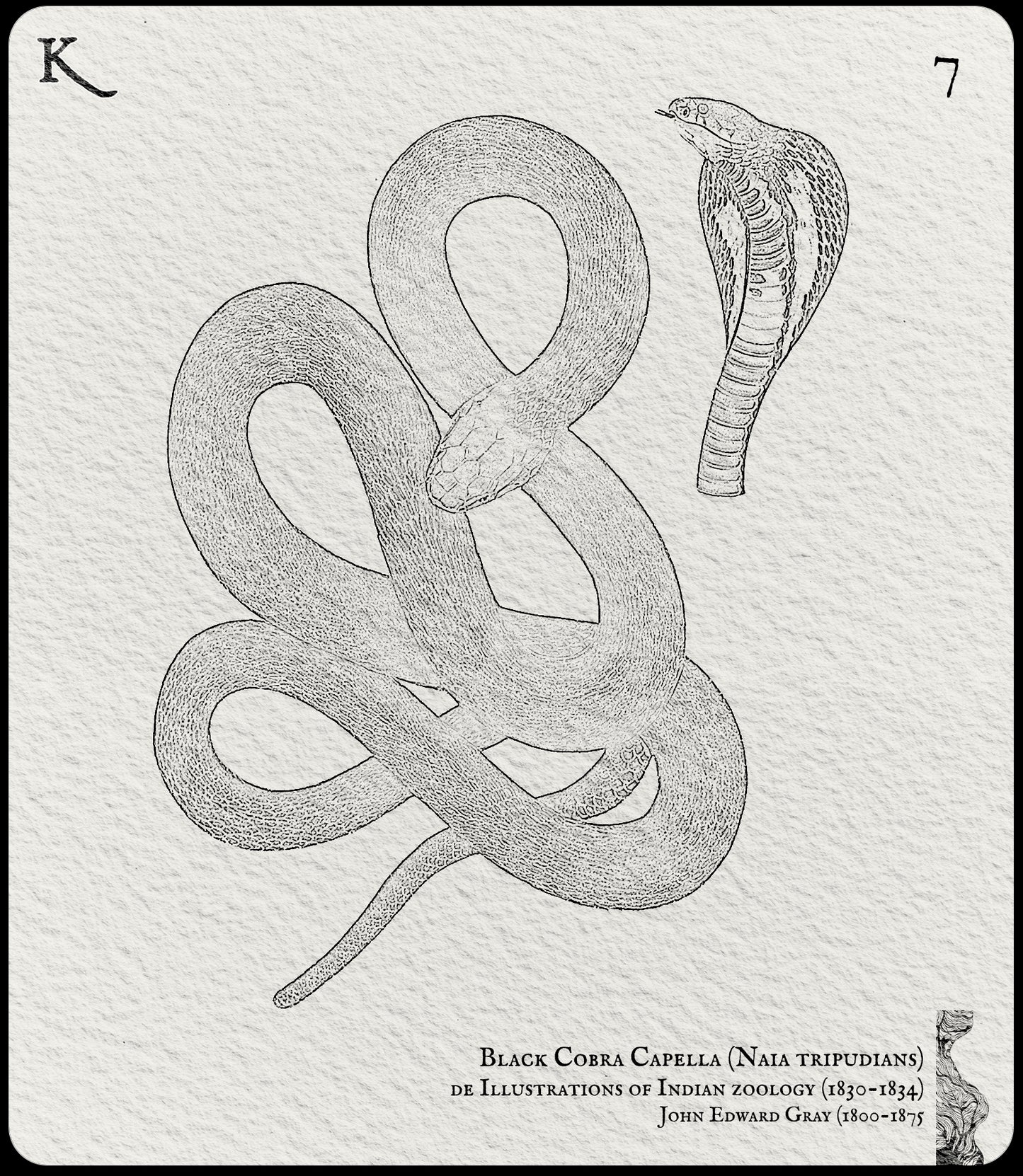 7. Black Cobra Capella