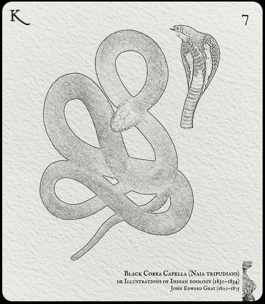 7. Black Cobra Capella
