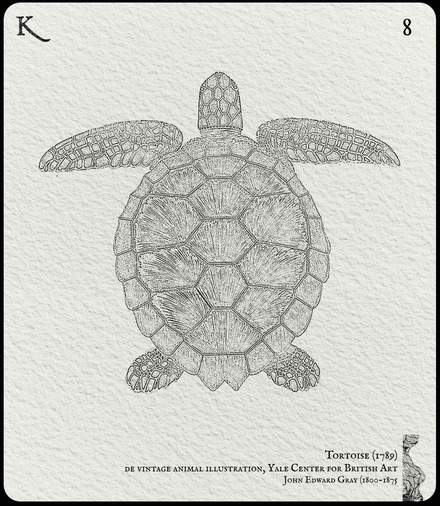 8. Tortoise
