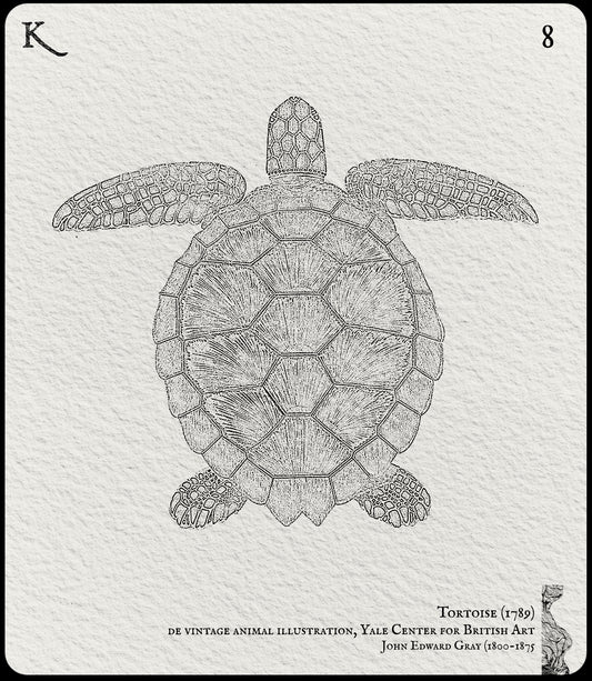 8. Tortoise