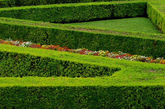 Jardim