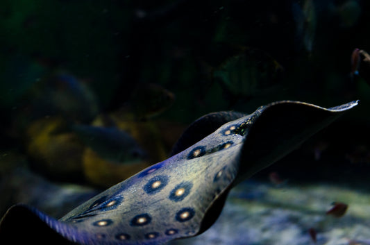 Underwater life 2