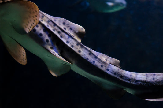 Underwater life
