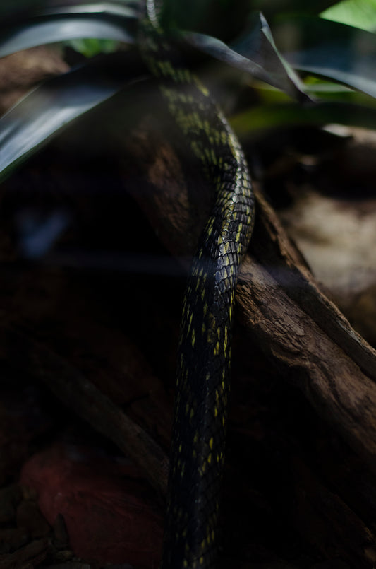 Serpentario
