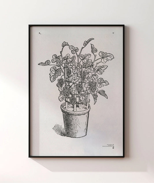 25. Pot Vines Grapes