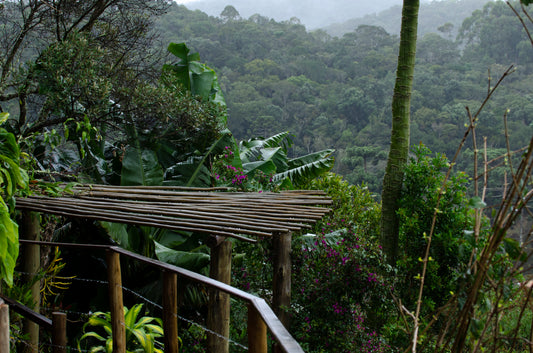Rainforest