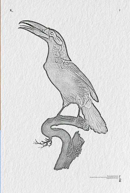 5. Black-necked Aracari