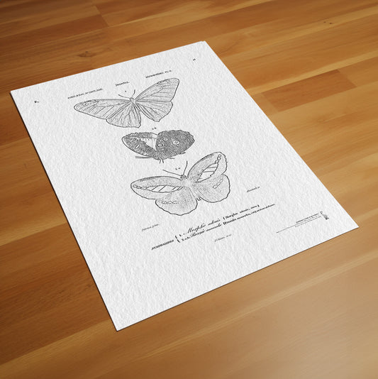21. Different types of butterfly illustrated de Charles Dessalines D' Orbigny (1806-1876)