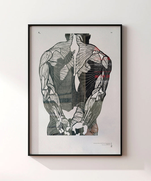 20. Anatomical study of a man's back muscles (1906-1945)