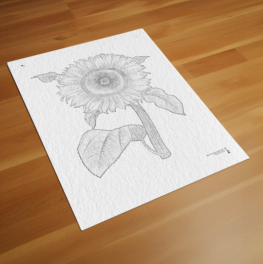 3. Helianthus annuus (1649 – 1659)