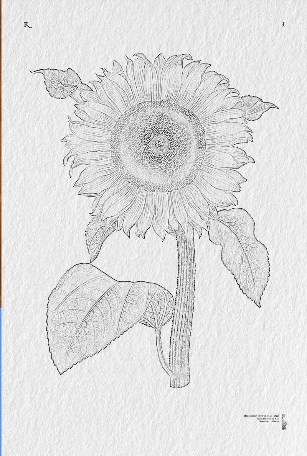 3. Helianthus annuus (1649 – 1659)