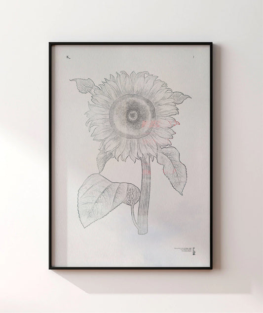 3. Helianthus annuus (1649 – 1659)