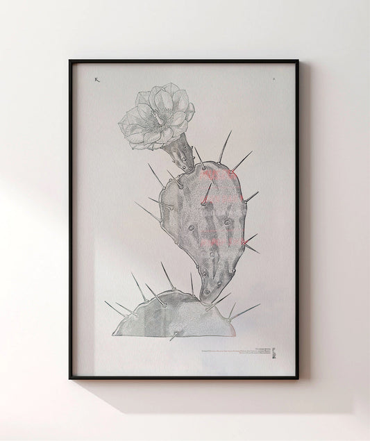 2. One Spined Opuntia