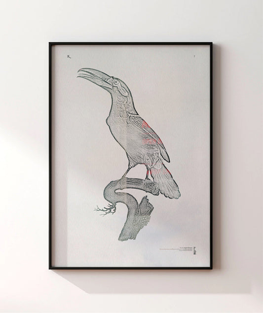 5. Black-necked Aracari